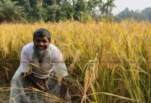 হাইমচরে আমনের বাম্পার ফলন, কৃষকের মুখে আনন্দের ছোঁয়া