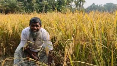 হাইমচরে আমনের বাম্পার ফলন, কৃষকের মুখে আনন্দের ছোঁয়া