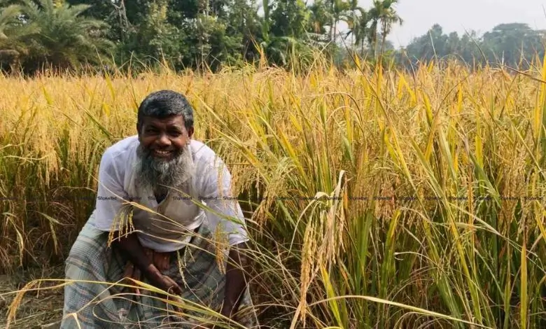 হাইমচরে আমনের বাম্পার ফলন, কৃষকের মুখে আনন্দের ছোঁয়া