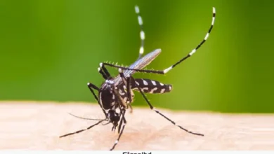 সিলেটে নভেম্বরের ১৮ দিনে শতাধিক ডেঙ্গু রোগী শনাক্ত