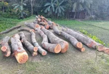নেত্রকোনায় সরকারি ৩১টি গাছ কাটায় বিএনপি নেতার নামে মামলা