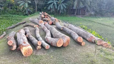 নেত্রকোনায় সরকারি ৩১টি গাছ কাটায় বিএনপি নেতার নামে মামলা
