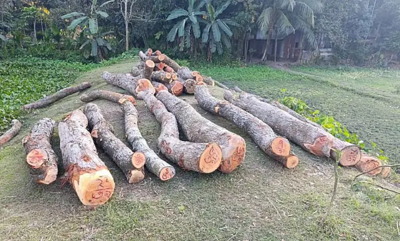 নেত্রকোনায় সরকারি ৩১টি গাছ কাটায় বিএনপি নেতার নামে মামলা