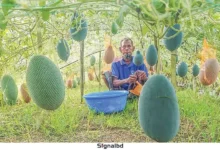 মাচায় তরমুজ চাষ, বাম্পার ফলনে কৃষকের মুখে হাসি