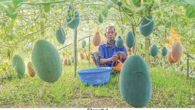 মাচায় তরমুজ চাষ, বাম্পার ফলনে কৃষকের মুখে হাসি