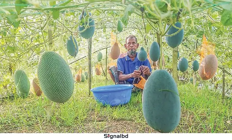 মাচায় তরমুজ চাষ, বাম্পার ফলনে কৃষকের মুখে হাসি