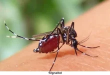 ডেঙ্গু আক্রান্ত ৭০ হাজার ছাড়াল: আশঙ্কাজনক পরিস্থিতি