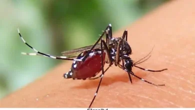 ডেঙ্গু আক্রান্ত ৭০ হাজার ছাড়াল: আশঙ্কাজনক পরিস্থিতি