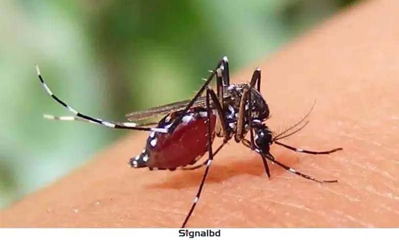 ডেঙ্গু আক্রান্ত ৭০ হাজার ছাড়াল: আশঙ্কাজনক পরিস্থিতি