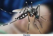 ডেঙ্গুতে একদিনে ৩ জনের মৃত্যু, হাসপাতালে ভর্তি ৬১৫