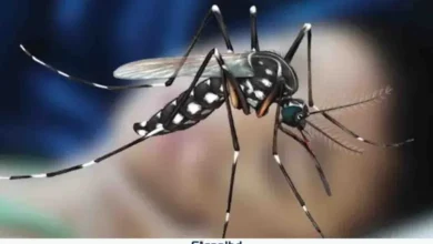 ডেঙ্গুতে একদিনে ৩ জনের মৃত্যু, হাসপাতালে ভর্তি ৬১৫