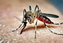 ২৪ ঘণ্টায় ডেঙ্গু আক্রান্ত হয়ে আরও তিনজনের মৃ'ত্যু হয়েছে