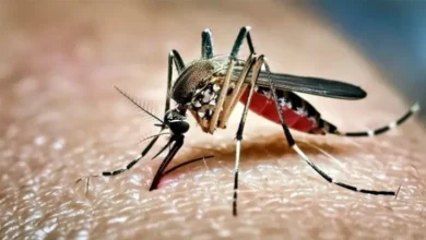 ২৪ ঘণ্টায় ডেঙ্গু আক্রান্ত হয়ে আরও তিনজনের মৃ'ত্যু হয়েছে