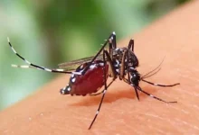 ডেঙ্গুতে আরও ৫ জনের মৃত্যু, হাসপাতালে ভর্তি ১১৬২