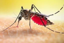 ২৪ ঘণ্টায় ডেঙ্গুতে আরও ৫ জনের মৃত্যু, হাসপাতালে ভর্তি ৬৩৬