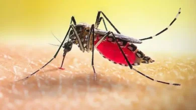 ২৪ ঘণ্টায় ডেঙ্গুতে আরও ৫ জনের মৃত্যু, হাসপাতালে ভর্তি ৬৩৬