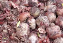 সীমান্তে পচছে ভারতের পেঁয়াজ, বিক্রি হচ্ছে ২ রুপি কেজি দরে