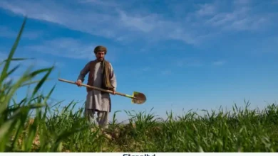 আফগান কৃষকদের সহায়তায় সৌদি আরবের নতুন কৃষি প্রকল্প