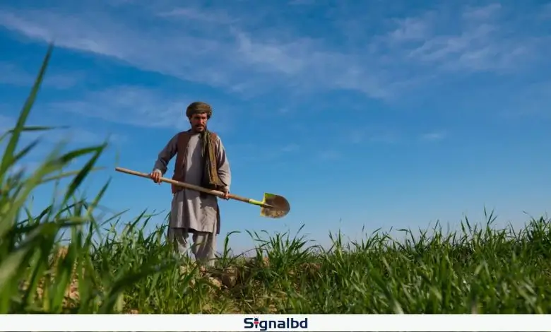 আফগান কৃষকদের সহায়তায় সৌদি আরবের নতুন কৃষি প্রকল্প