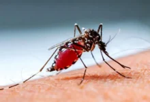 ডেঙ্গুতে আরও ২ জনের মৃত্যু, হাসপাতালে ভর্তি ৪৫৫