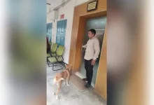 ৮ কুকুরছানাকে হত্যা: অভিযুক্ত কর্মকর্তাকে সরকারি বাসা ছাড়ার নির্দেশ