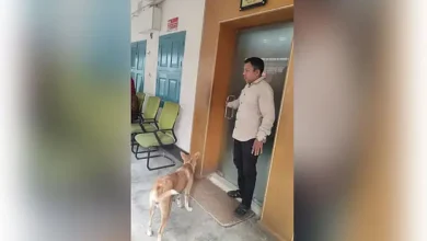 ৮ কুকুরছানাকে হত্যা: অভিযুক্ত কর্মকর্তাকে সরকারি বাসা ছাড়ার নির্দেশ